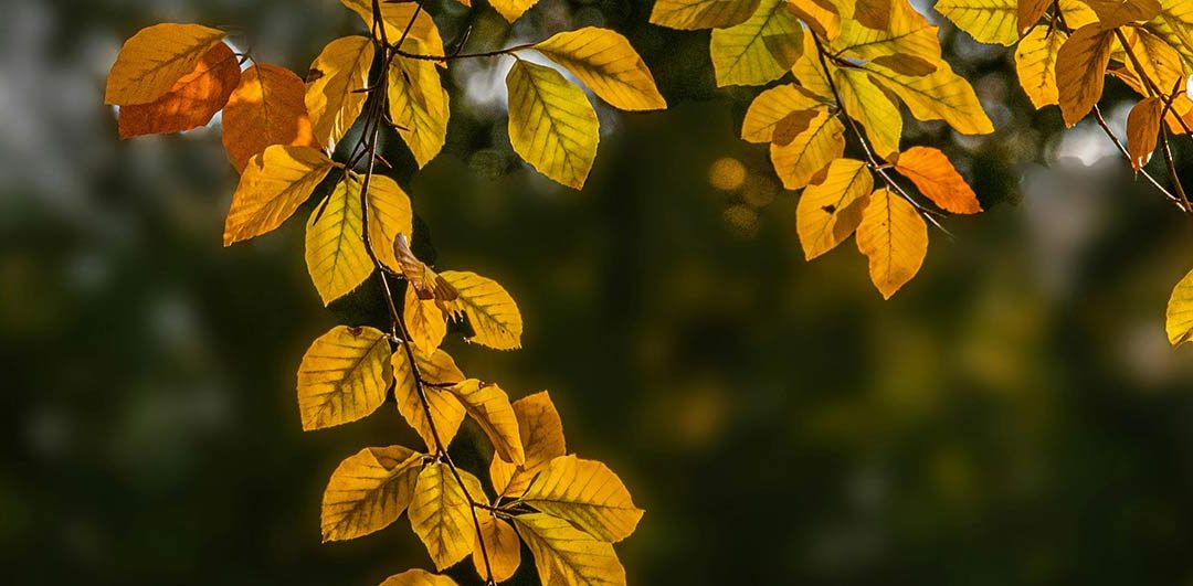 El árbol de oro. Poema